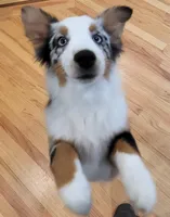 Mindy, a female Australian Shepherd for sale in Burlington, CT – Photo 2 of 10