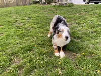 Mindy, a female Australian Shepherd for sale in Burlington, CT – Photo 8 of 10
