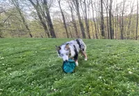 Mindy, a female Australian Shepherd for sale in Burlington, CT – Photo 4 of 10