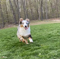 Mindy, a female Australian Shepherd for sale in Burlington, CT – Photo 7 of 10