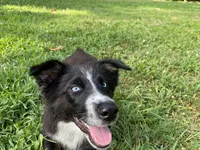 Jymma, a female Australian Shepherd for sale in Burlington, CT – Photo 5 of 10