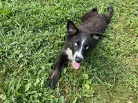 Jymma, a female Australian Shepherd for sale in Burlington, CT – Photo 4 of 10