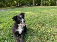 Jymma, a female Australian Shepherd for sale in Burlington, CT – Photo 7 of 10