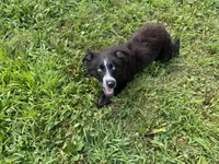 Jymma, a female Australian Shepherd for sale in Burlington, CT – Photo 9 of 10