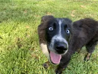 Jymma, a female Australian Shepherd for sale in Burlington, CT – Photo 1 of 10