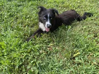 Jymma, a female Australian Shepherd for sale in Burlington, CT – Photo 6 of 10