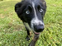 Jymma, a female Australian Shepherd for sale in Burlington, CT – Photo 2 of 10