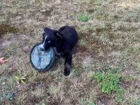 Jymma, a female Australian Shepherd for sale in Burlington, CT – Photo 10 of 10