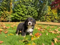 Magic, a male Australian Shepherd for sale in Burlington, CT – 6 of 10