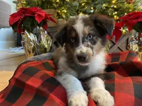 Ace, a male Australian Shepherd for sale in Burlington, CT – Photo 4 of 10