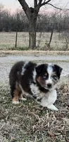 Ace, a male Australian Shepherd for sale in Burlington, CT – Photo 10 of 10