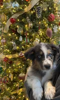 Ace, a male Australian Shepherd for sale in Burlington, CT – Photo 6 of 10