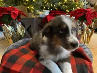 Ace, a male Australian Shepherd for sale in Burlington, CT – Photo 8 of 10