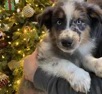 Ace, a male Australian Shepherd for sale in Burlington, CT – Photo 3 of 10