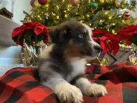 Ace, a male Australian Shepherd for sale in Burlington, CT – Photo 5 of 10
