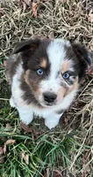 Ace, a male Australian Shepherd for sale in Burlington, CT – Photo 1 of 10