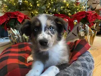 Ace, a male Australian Shepherd for sale in Burlington, CT – Photo 7 of 10