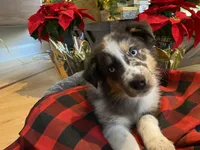 Ace, a male Australian Shepherd for sale in Burlington, CT – Photo 2 of 10