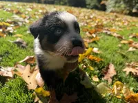 Ranger, a male Australian Shepherd for sale in Burlington, CT – 3 of 10