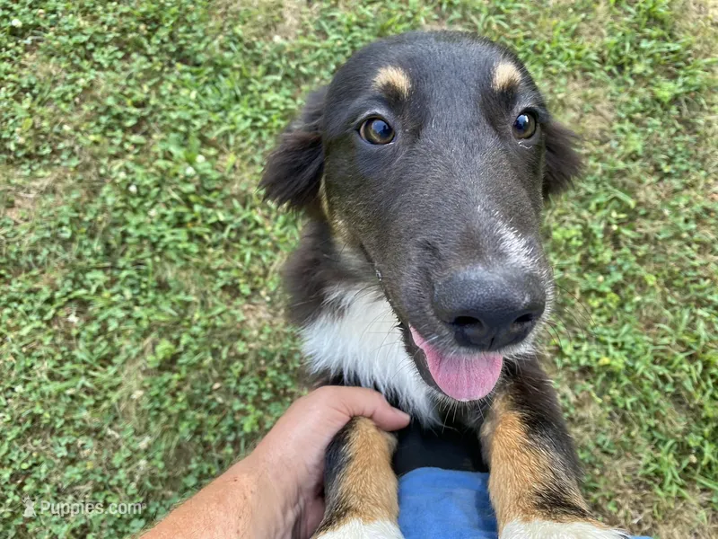 Michael, a male Australian Shepherd for sale in Burlington, CT – Photo 1 of 5
