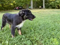 Michael, a male Australian Shepherd for sale in Burlington, CT – Photo 3 of 5