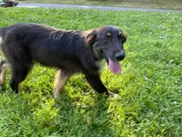Michael, a male Australian Shepherd for sale in Burlington, CT – Photo 4 of 5