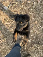 Bear, a male Australian Shepherd for sale in Burlington, CT – 3 of 8