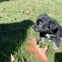 Echo, a male Australian Shepherd for sale in Burlington, CT – 2 of 10