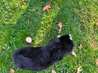 Blaze, a male Australian Shepherd for sale in Burlington, CT – 8 of 10
