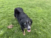 Chloe, a female Australian Shepherd for sale in Burlington, CT – 7 of 10