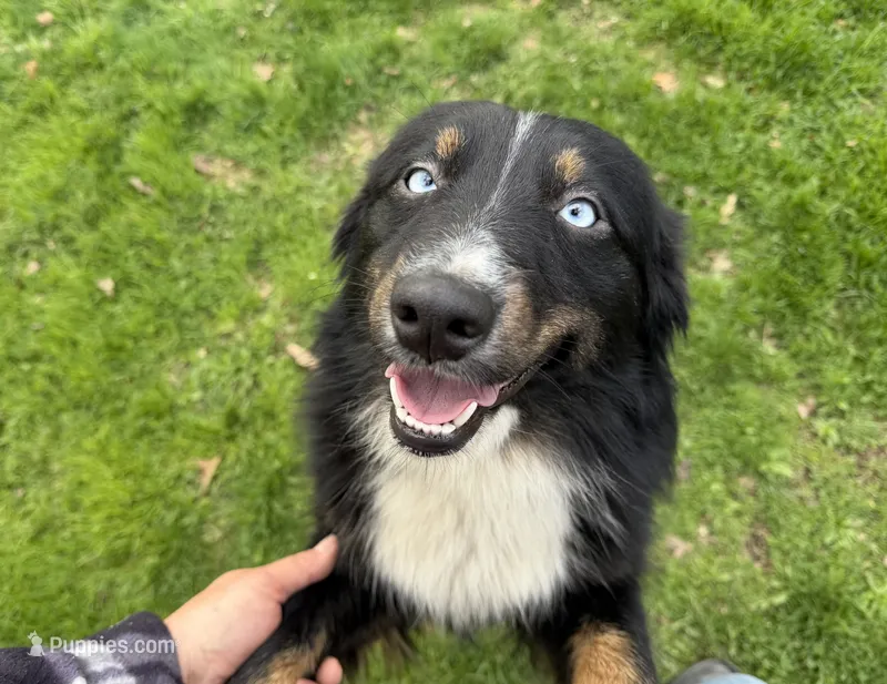 Chloe – Australian Shepherd puppy for sale in Burlington, CT