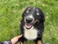 Chloe, a female Australian Shepherd for sale in Burlington, CT – 1 of 10