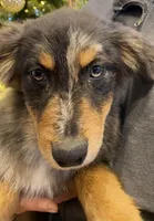 Tinlee, a female Australian Shepherd for sale in Burlington, CT – Photo 9 of 10