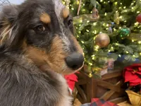 Tinlee, a female Australian Shepherd for sale in Burlington, CT – Photo 8 of 10