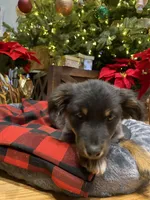 Tinlee, a female Australian Shepherd for sale in Burlington, CT – Photo 5 of 10