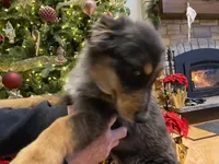 Tinlee, a female Australian Shepherd for sale in Burlington, CT – Photo 7 of 10