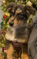 Tinlee, a female Australian Shepherd for sale in Burlington, CT – Photo 2 of 10