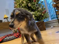 Tinlee, a female Australian Shepherd for sale in Burlington, CT – Photo 1 of 10