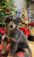 Tinlee, a female Australian Shepherd for sale in Burlington, CT – Photo 3 of 10