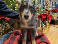 Tinlee, a female Australian Shepherd for sale in Burlington, CT – Photo 10 of 10