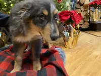 Tinlee, a female Australian Shepherd for sale in Burlington, CT – Photo 6 of 10