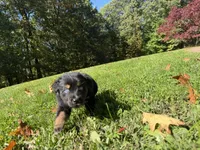 Echo, a male Australian Shepherd for sale in Burlington, CT – 9 of 10