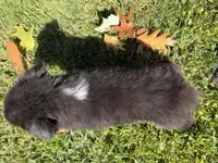 Magic, a male Australian Shepherd for sale in Burlington, CT – 8 of 10