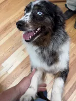 Kellly, a female Australian Shepherd for sale in Burlington, CT – 3 of 10