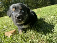 Echo, a male Australian Shepherd for sale in Burlington, CT – 3 of 10