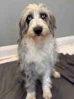 Rip, a male Aussiedoodle for sale in Burlington, CT – Photo 9 of 9