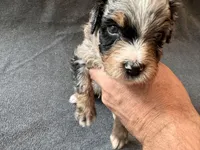 Rip, a male Aussiedoodle for sale in Burlington, CT – Photo 3 of 9