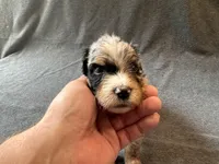 Rip, a male Aussiedoodle for sale in Burlington, CT – Photo 2 of 9