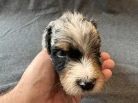 Rip, a male Aussiedoodle for sale in Burlington, CT – Photo 5 of 9