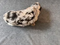 Rip, a male Aussiedoodle for sale in Burlington, CT – Photo 8 of 9